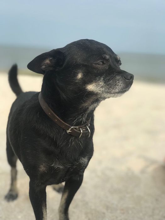 Руський Той-Тер‘єр. В‘язка