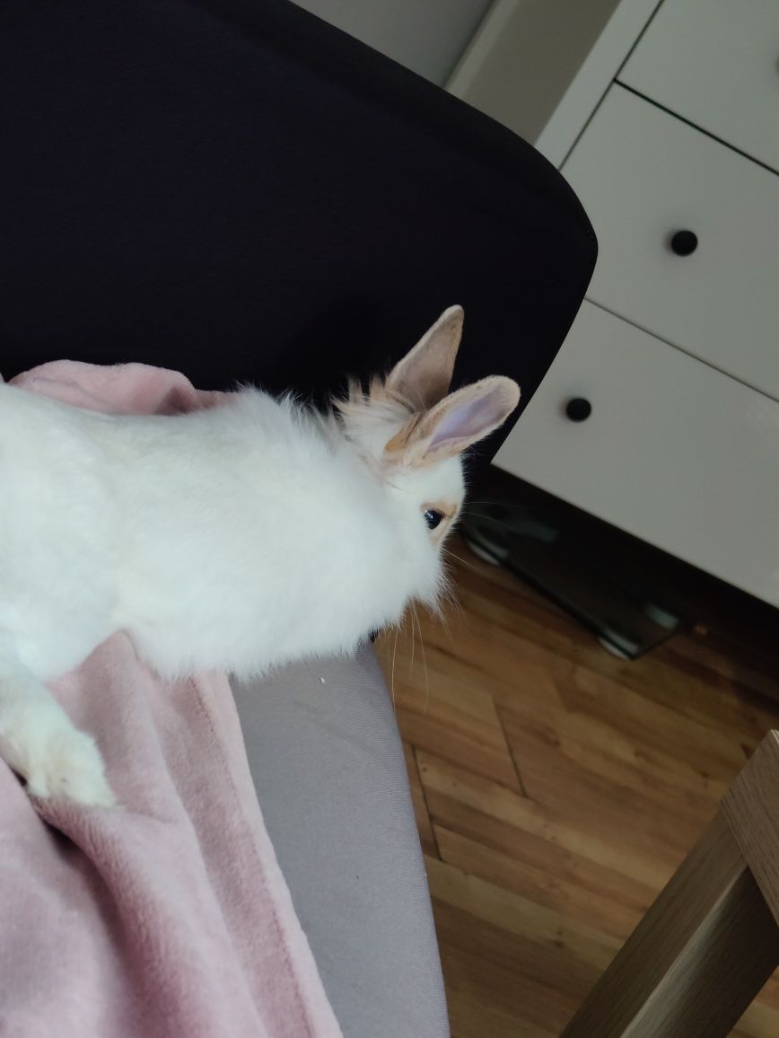 Królik miniaturka