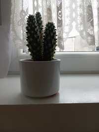 Kaktus z doniczką ceramiczną