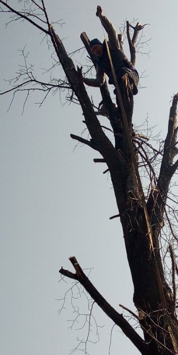 Займаюсь валкою дерев