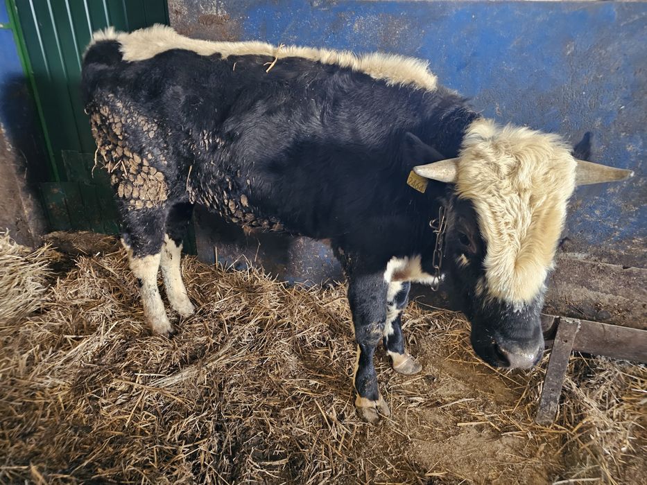 Sprzedam 2 byki roczne białogrzbiety