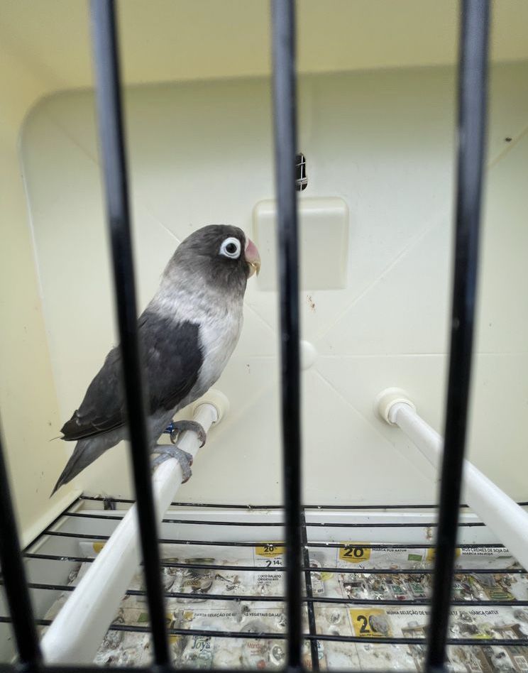 Agapornis personatas