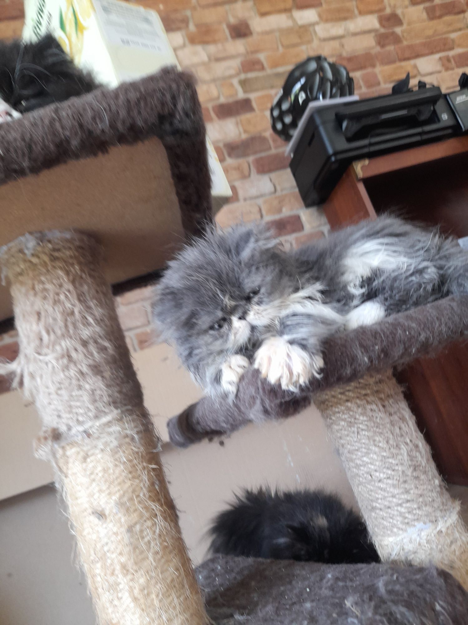 Niebiesko bialyi perski on FPL Cat Club Felis  badania PKD