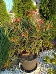 Oleander ciemny i jasny róż