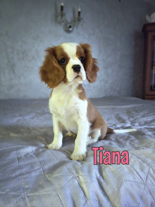 Suczka Cavalier King Charles Spaniel