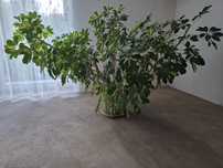 Szeflera drzewkowata 'Schefflera arbolicora Dalton'
Szeflera drzewkowa