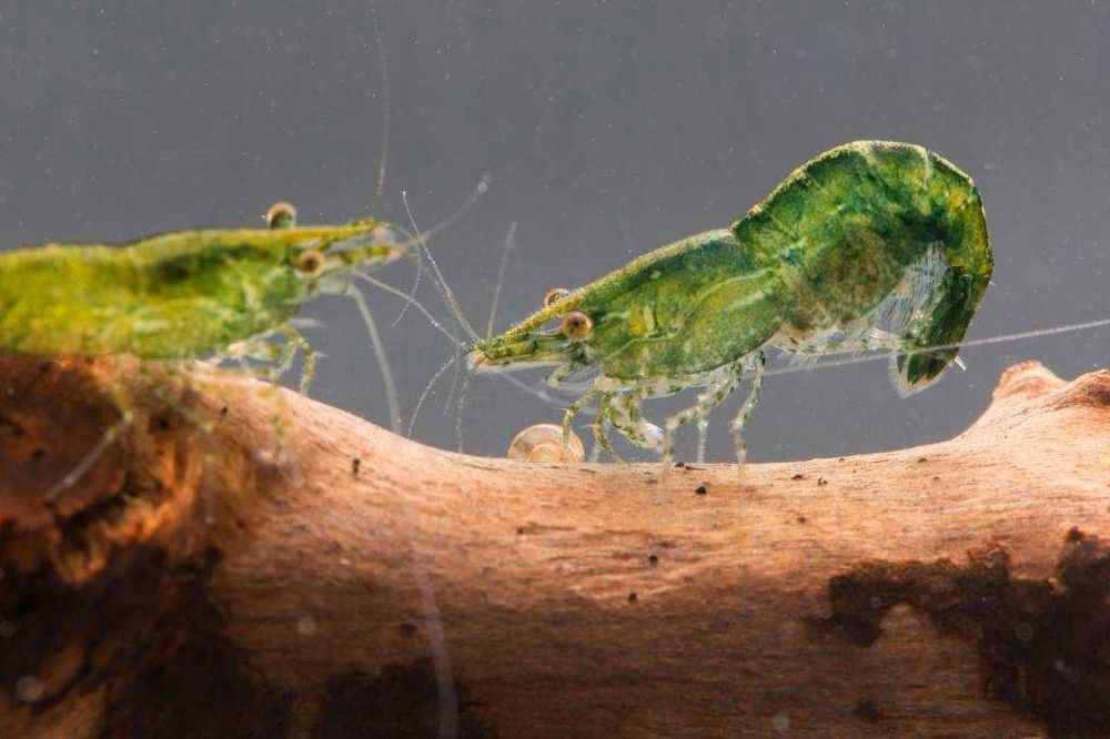 MISIEKZOO Krewetki - Krewetki Zielone tylko 6 zł