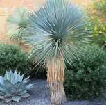 YUCCA ROSTRATA mrozoodporna niebieska! RARYTAS!