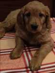 Golden Retriever zlota suczka