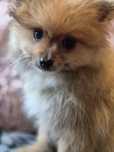Szpic Pomeranian