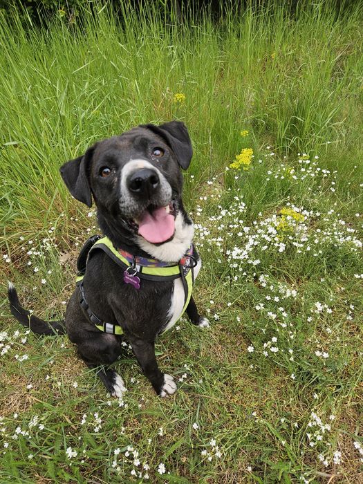 Merry mix ttb szuka domu