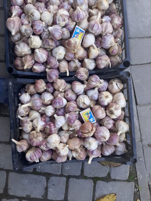 Посадковий часник " ЛЮБАША"