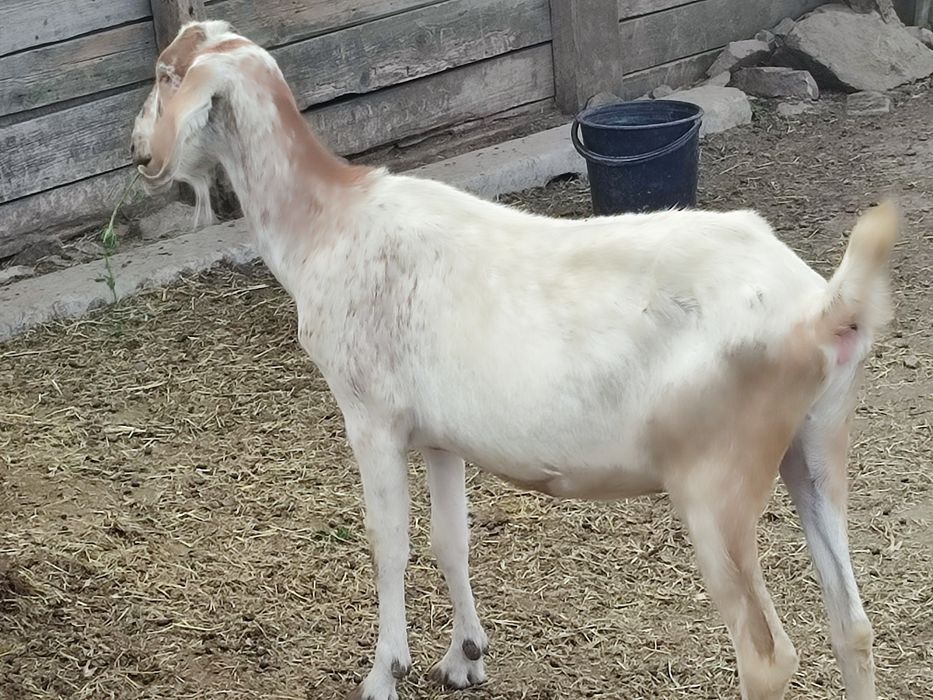 Продається стадо англонубійських кіз .