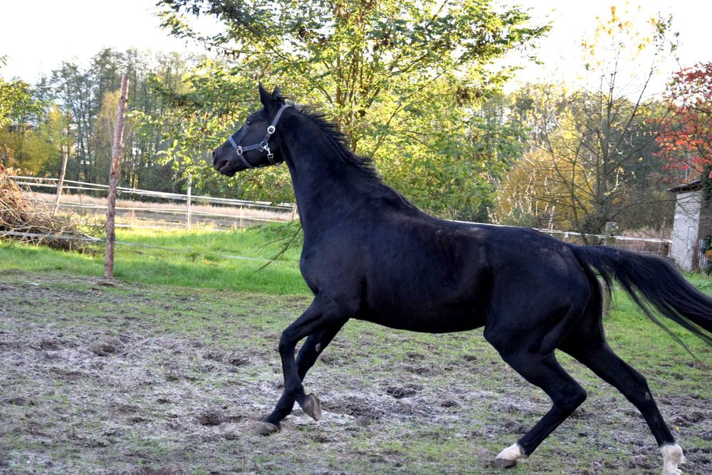 Klacz rasy Hannoveraner Hanower Oldenburg Kara
