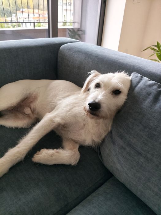 Cão meigo para adoção