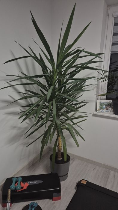 Juka jukka gwatemalska 205 cm