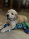 Szczeniak Suczka Golden Retriever