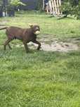 Pit Bull Red Nose