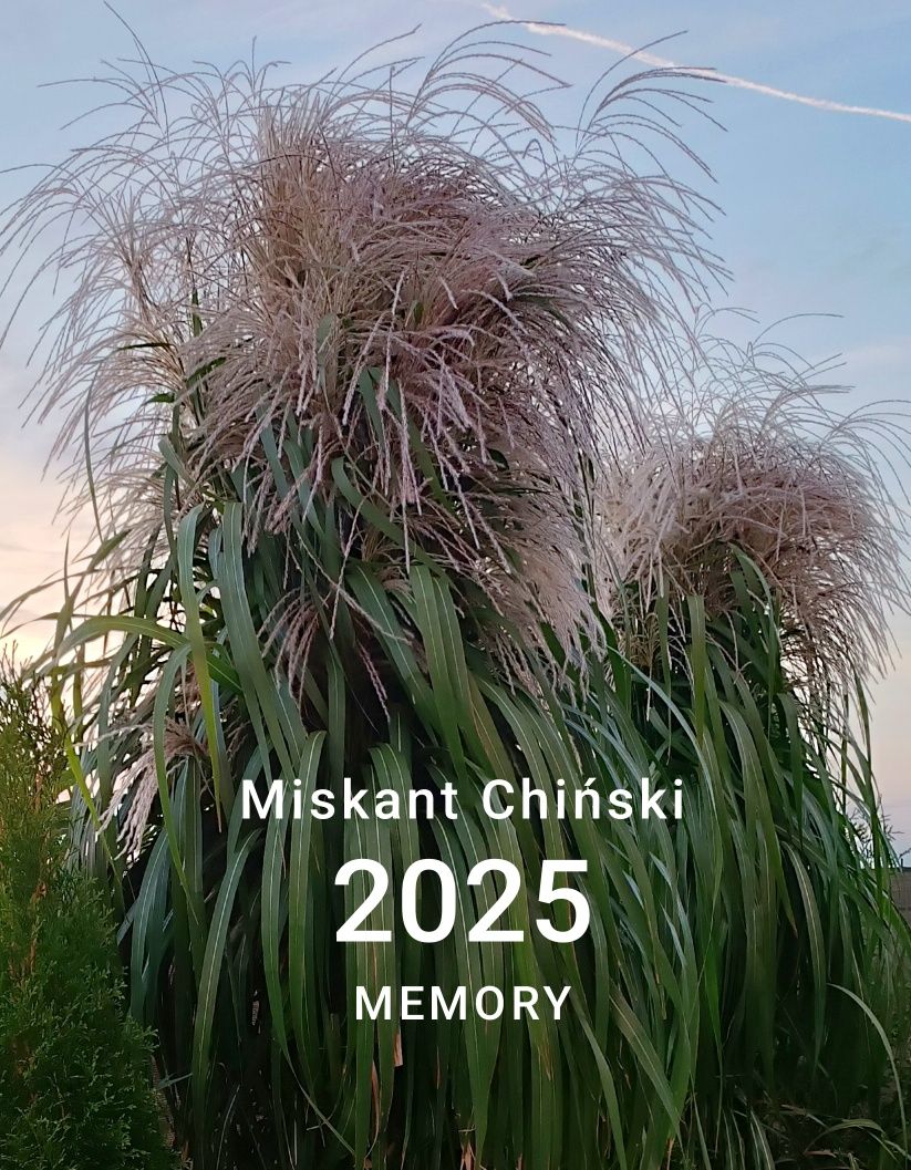 Miskant chiński Memory trawa na żywopłot P11