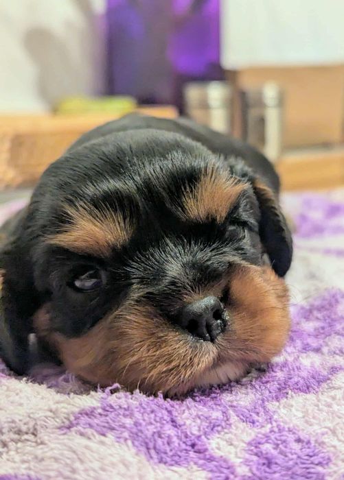 Cavalier King Charles Spaniel ..