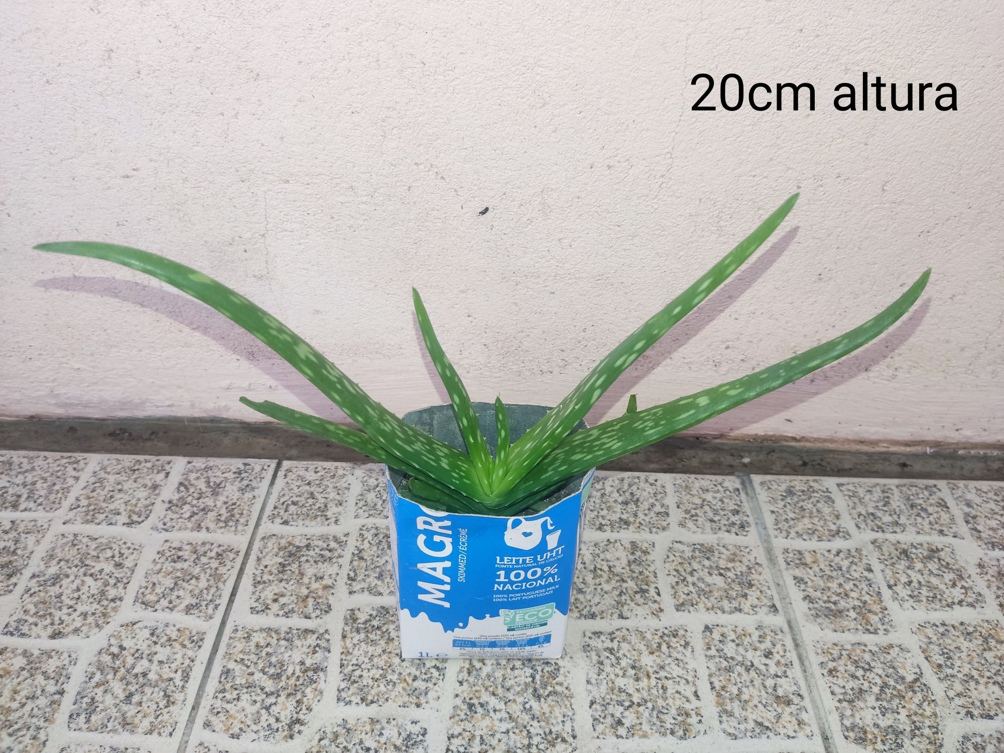 Aloe vera (babosa)