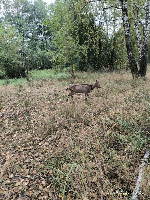 коза козел цап козочка альпійскі кози