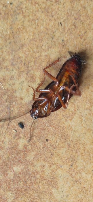 Odpluskwianie pluskwy karaluchy Warszawa