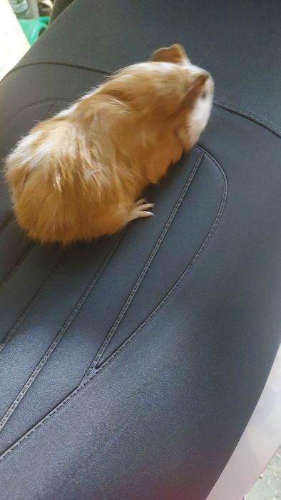 Морські свинки малята