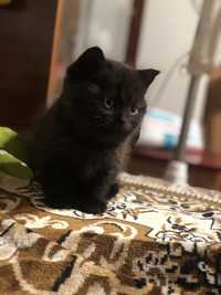 Котик черный