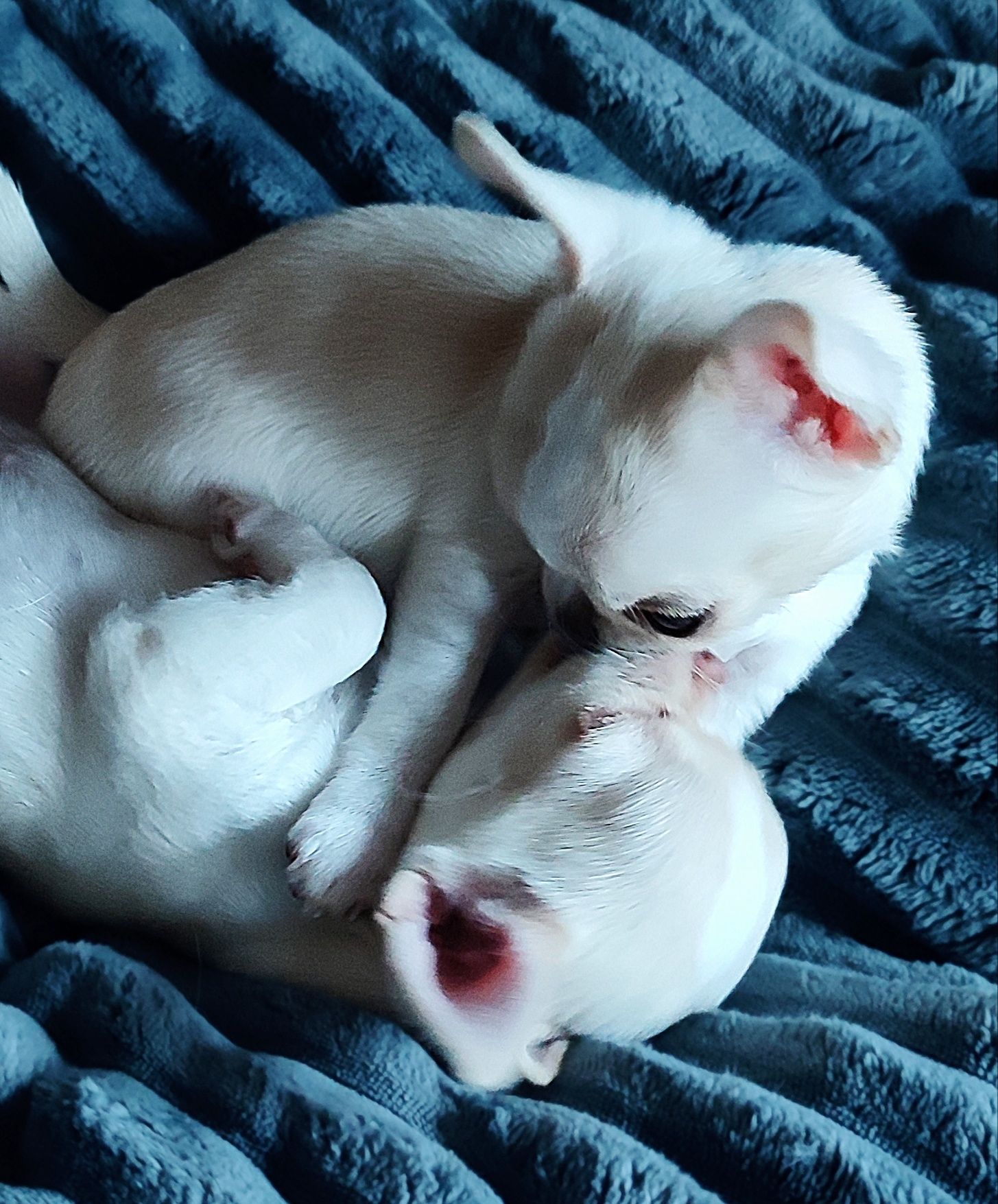 Chihuahua krótkowłosy