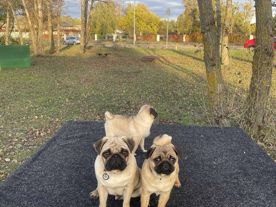 Мопс цуценя хлопчик КСУ, чіпований, привитий ціну знижено