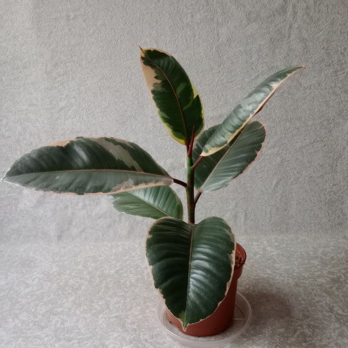 Фікус 'Беліз' (Ficus 'Belize'), 30 см. ОЛХ-доставка/самовивіз

Продам