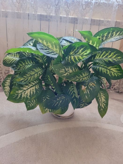 Вазон домашній,кімнатний