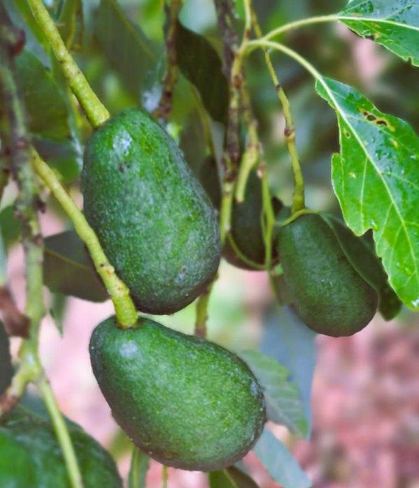 Awokado prosto z drzewa 1kg Hiszpania