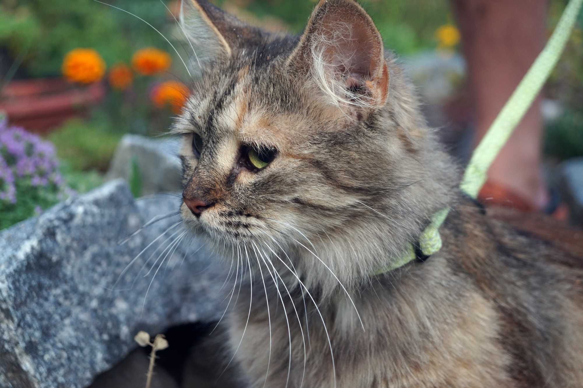 Игривая кошка ищет дом