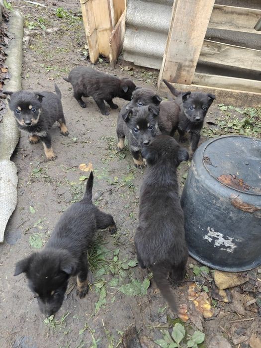 Віддам цуценят у добрі руки