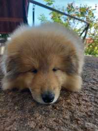 Rough collie lassie qualidade Entrega Viseu