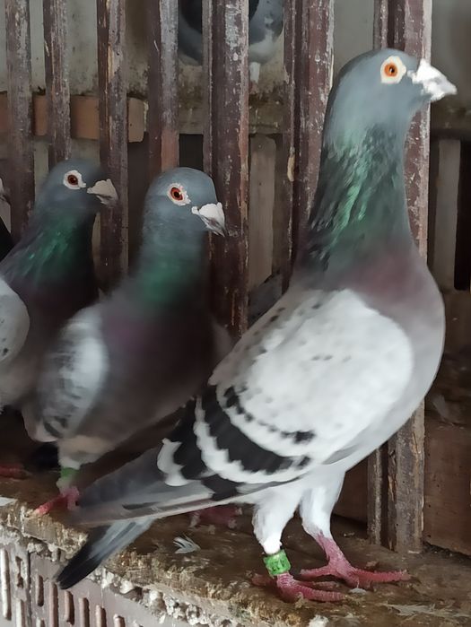 Sprzedam kilka gołębi pocztowych