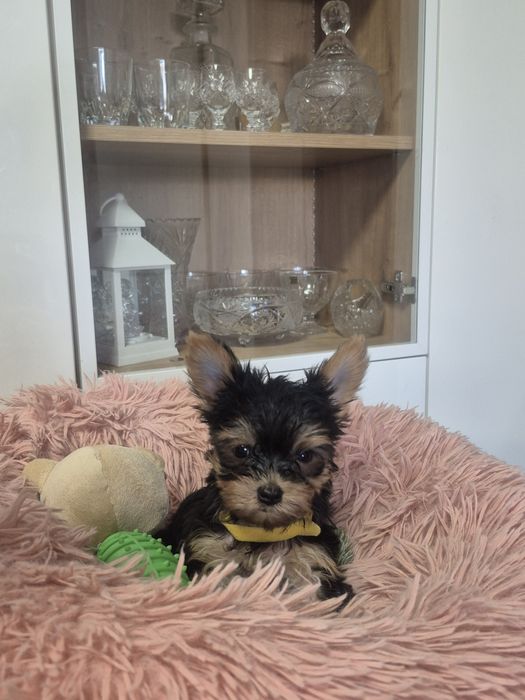 Yorkschire Terrier