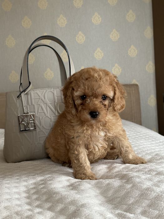 Мальтипу мини девочка ф2