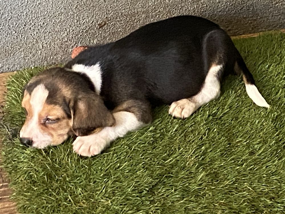 Cachorro Beagle tricolor exelente