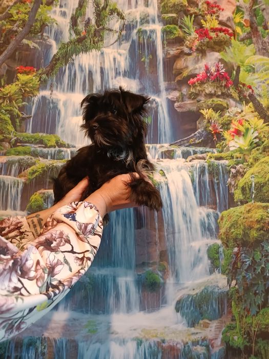 York Black suczka rodowód