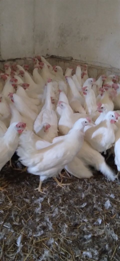 Nioski Leghorn z Jajkiem 24 tygodnie!! Wysylka