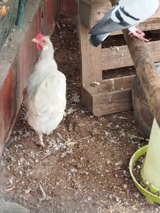 Galinhas Leghorn