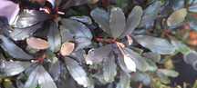 Bucephalandra Blue Green