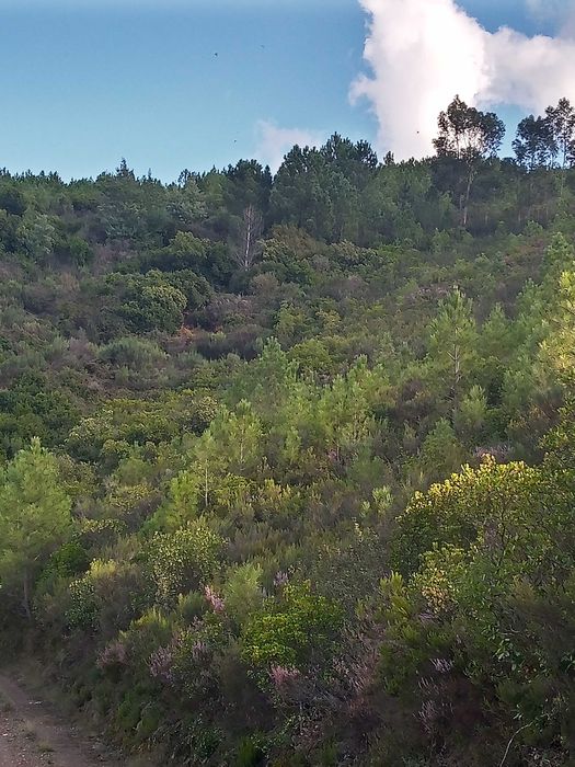 Terreno rustico zona de pinhal 3.8ha