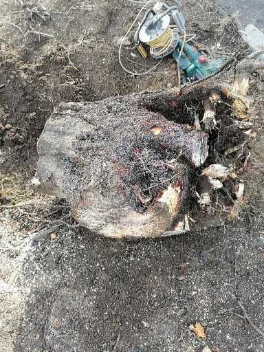 Oddam za darmo drewno do opału