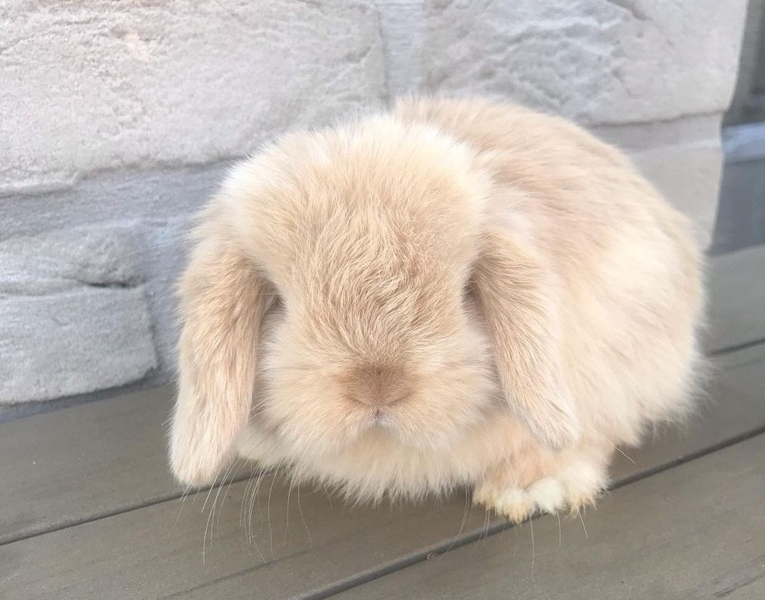 KIT Coelhos anões orelhudos, mini lop super inteligentes e dóceis