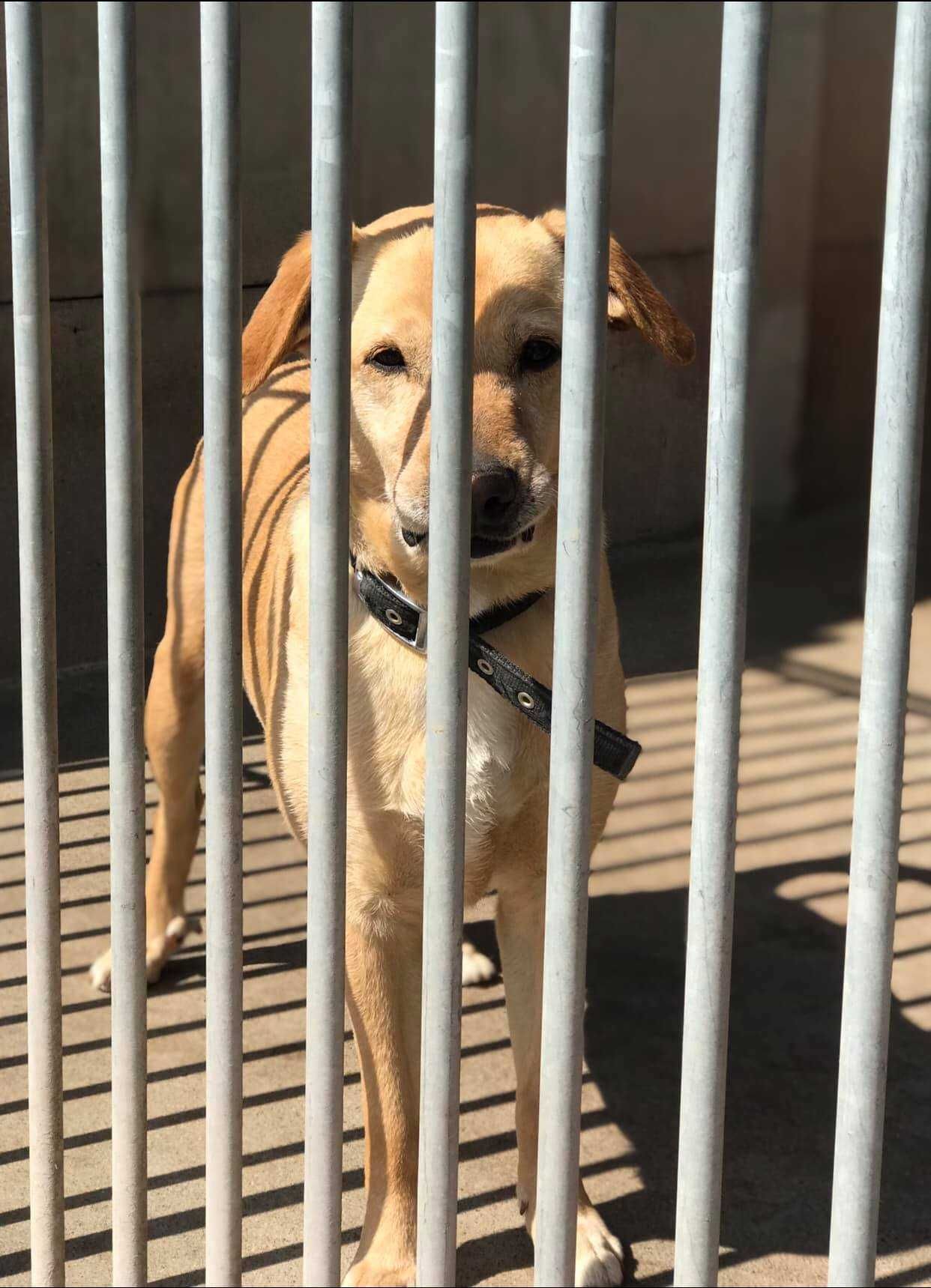 Aktywny Pies do adopcji. Szuka świadomego opiekuna