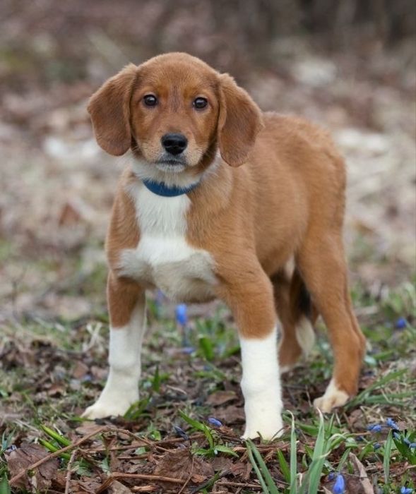 Цуценята безкоштовно